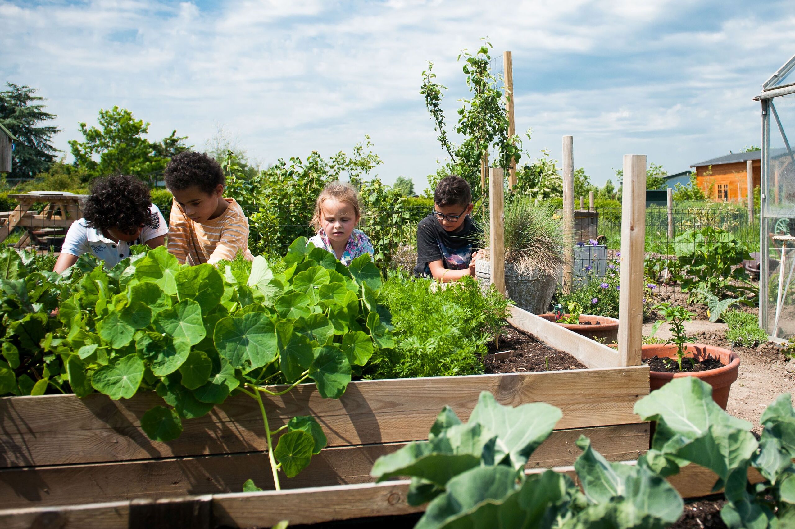 kinderen bij een moestuintje